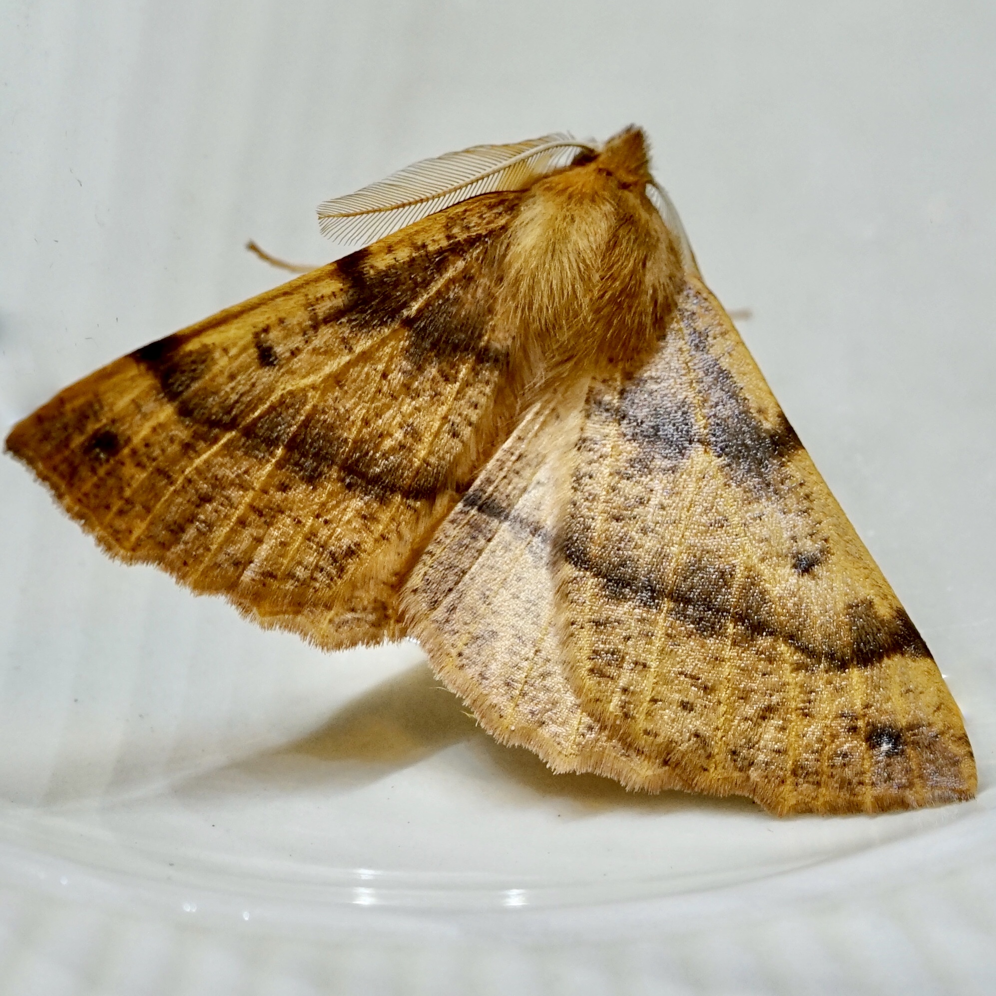 welk soort nachtvlinder